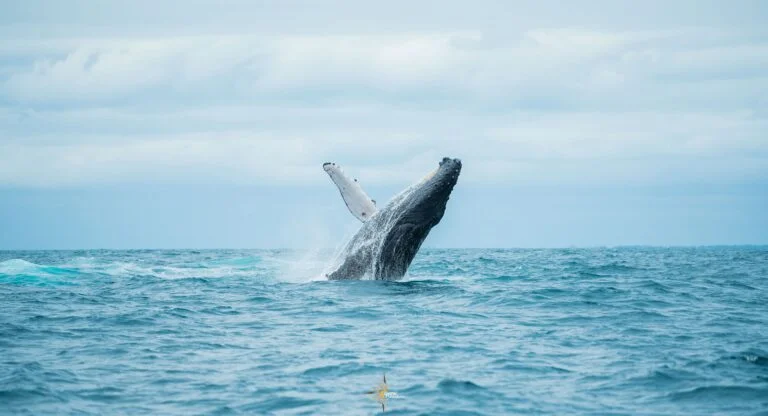 Excursion Baleine